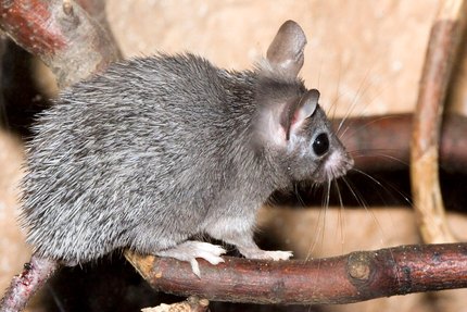 Souris épineuse