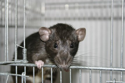 Rat Dumbo
