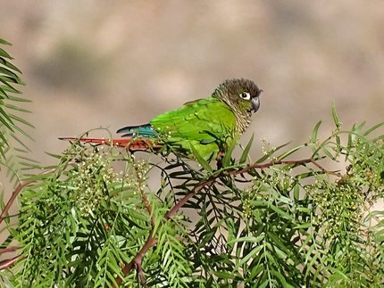 Conure de Molina