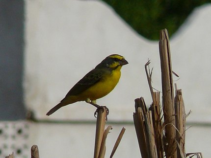 Serin du Mozambique