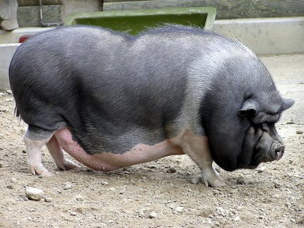 Cochon nain vietnamien