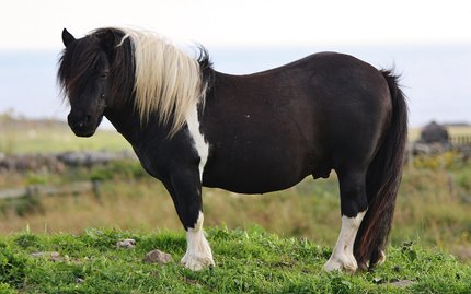 Poney Shetland