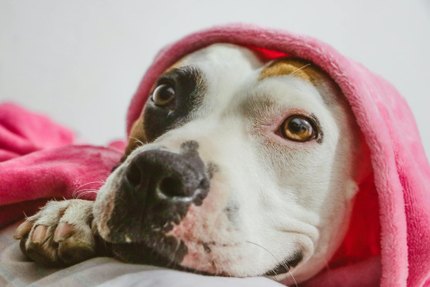 Staffordshire Bull Terrier