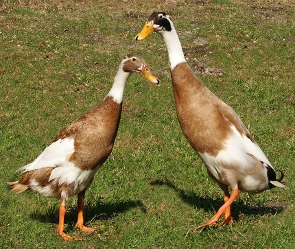 Canard coureur indien