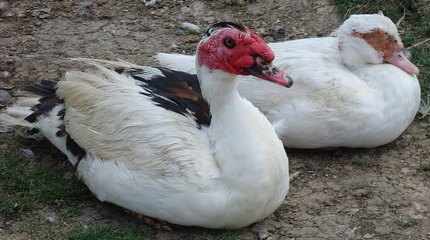 Canard de Barbarie