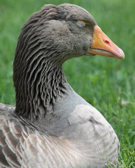 Oie de Toulouse