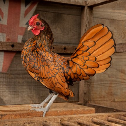 Poule Sebright