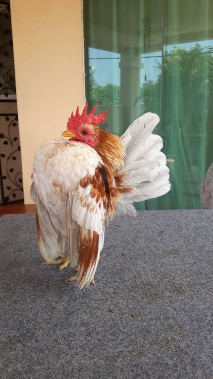 Poule Serama