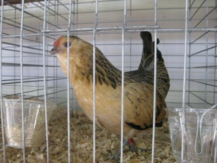 Poule Barbue d'Anvers
