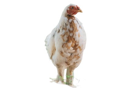 Poule Faverolles