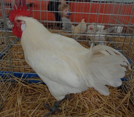 Poule Bresse Gauloise