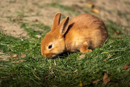 Lapin Nain