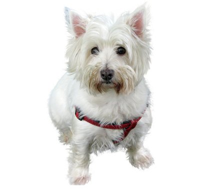 West Highland Terrier