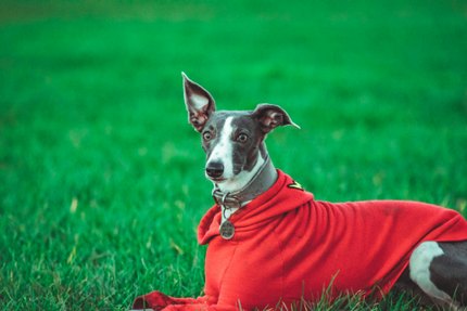 Whippet