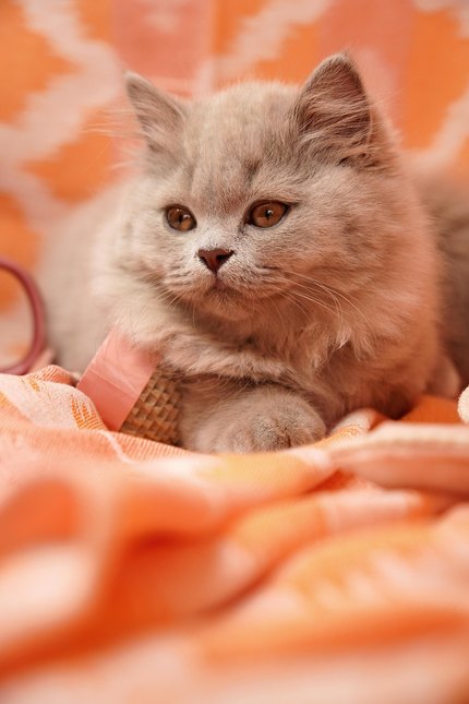 British Longhair