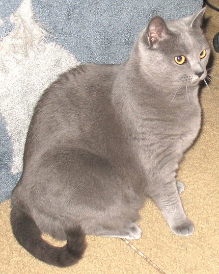 Chat Chartreux au pelage bleu-gris