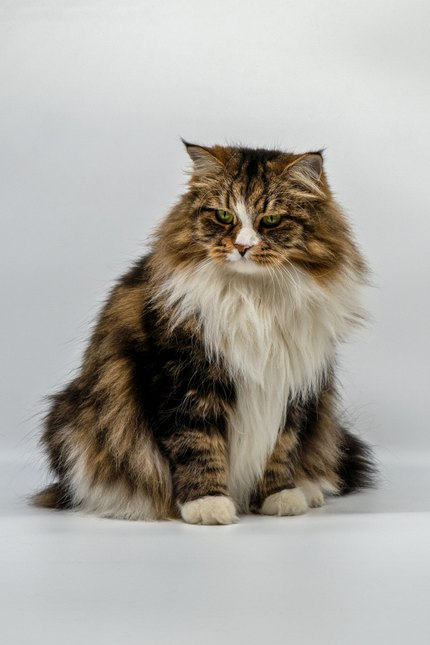 Chat des forêts norvégiennes