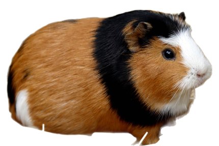 Cochon d'Inde