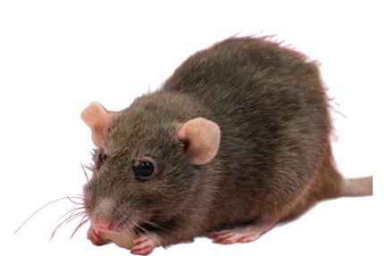 Rat