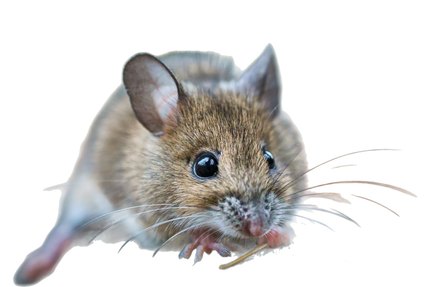 Souris