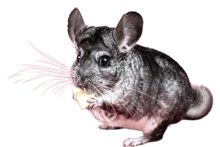 Chinchilla