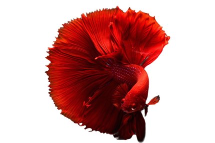 Poisson combattant