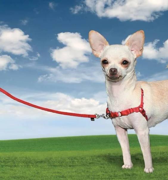 Harnais Easy Walk pour Chien