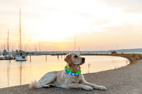 Collier USB lumineux bleu pour poils longs pour chien