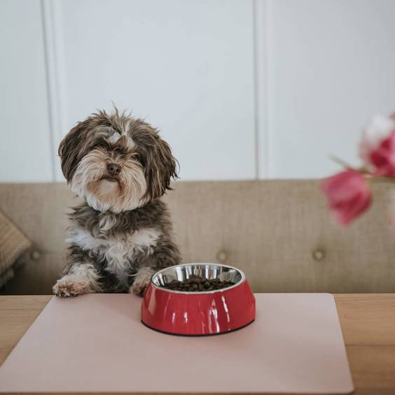 Gamelle rouge Hunter pour chien