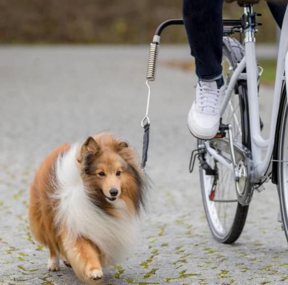 Springer vélo Friends pour chien
