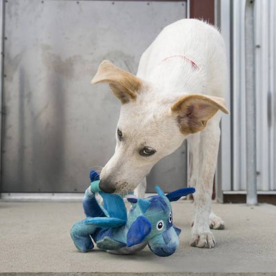 KONG Peluche Dragon Knots pour Chien