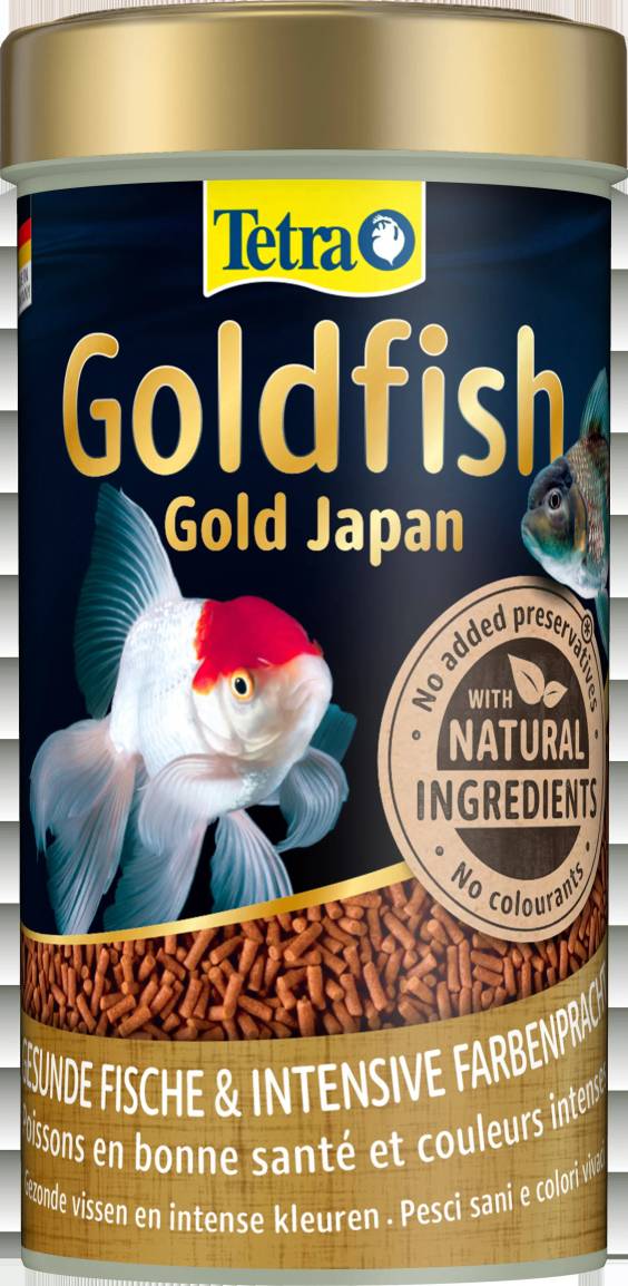 Tetra Goldfish poissons japonais