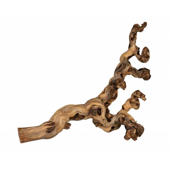 Racine de pied de vigne pour oiseau