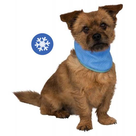 Bandana rafraîchissant pour chien