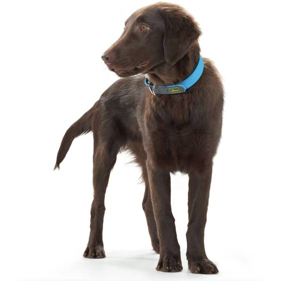 Collier Convenience bleu pour chien Hunter