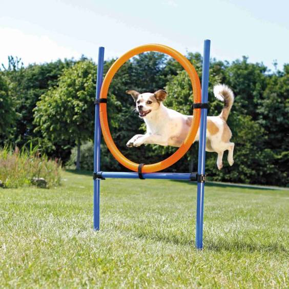 Anneau Agility pour chien Trixie