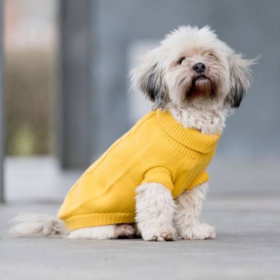Pull Kenton jaune pour chien Trixie