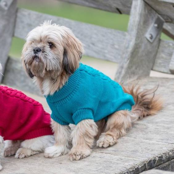 Pull Kenton turquoise pour chien