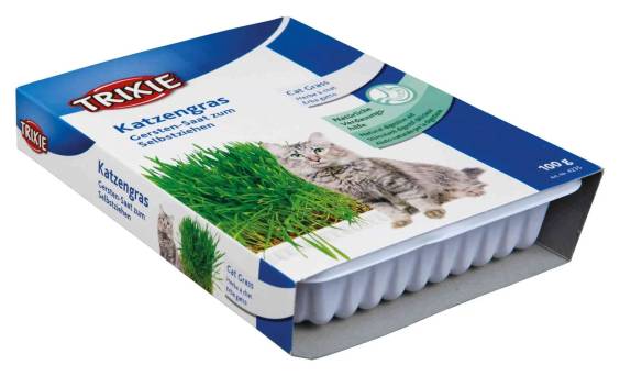 Graines d'herbe à chat à faire pousser