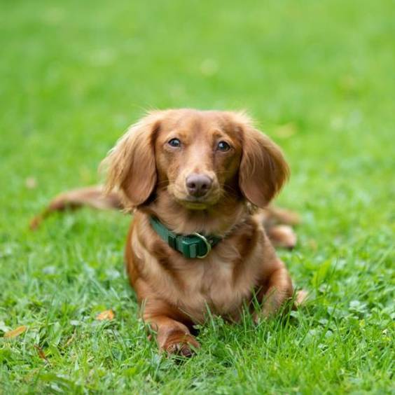 Collier premium pour chien vert forêt