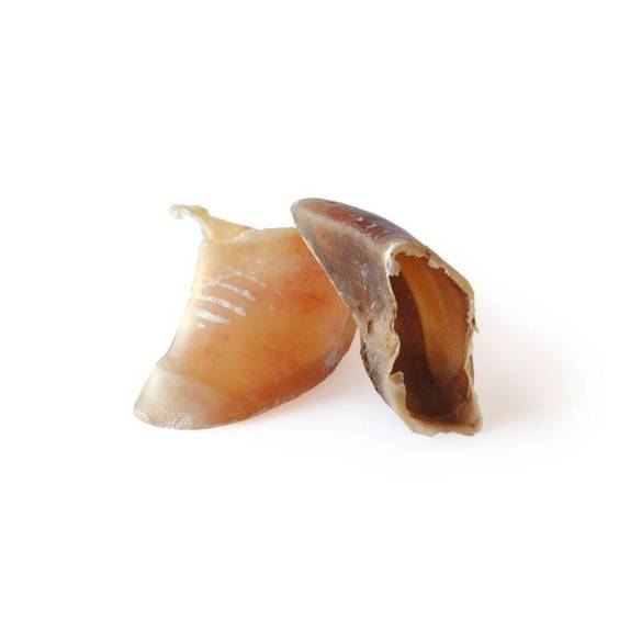 Sabot de veau à mâcher pour chien Bubimex