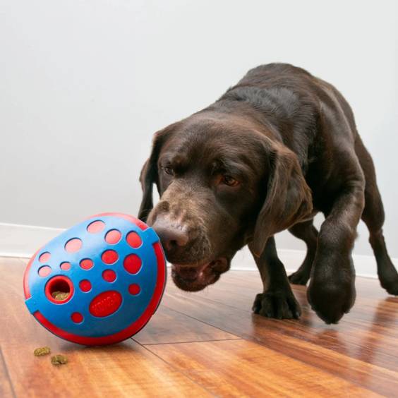 KONG Jouet distributeur Rewards Wally pour Chien