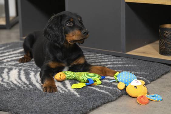 Tapis chauffant isolant, capte la chaleur pour chien
