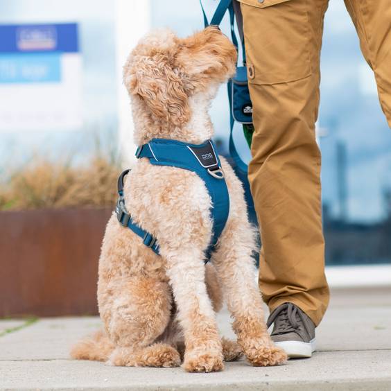 Harnais ComfortWalk Pro en Y anti-traction avec poignée Océan DOG Copenhagen pour Chien