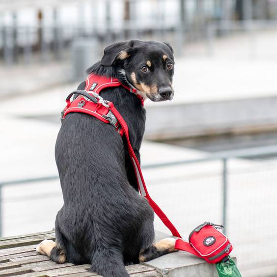Harnais Comfort Walk Pro rouge DOG Copenhagen pour chien
