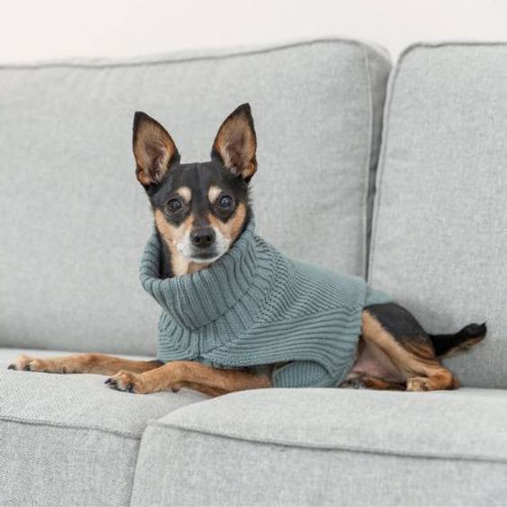 Pull pour chien Berlin Sauge