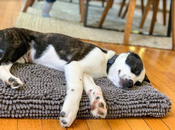 Matelas absorbant gris pour chien