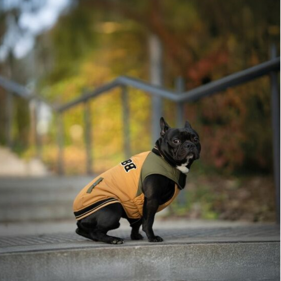 Manteau spécial molosses, bouledogue, staffie imperméable et chaud pour Chien