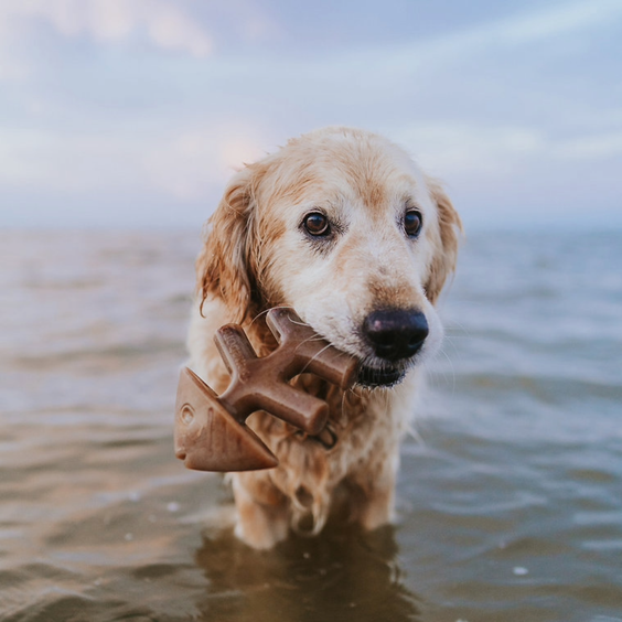 Benebone Jouet à mâcher Fishbone pour chien