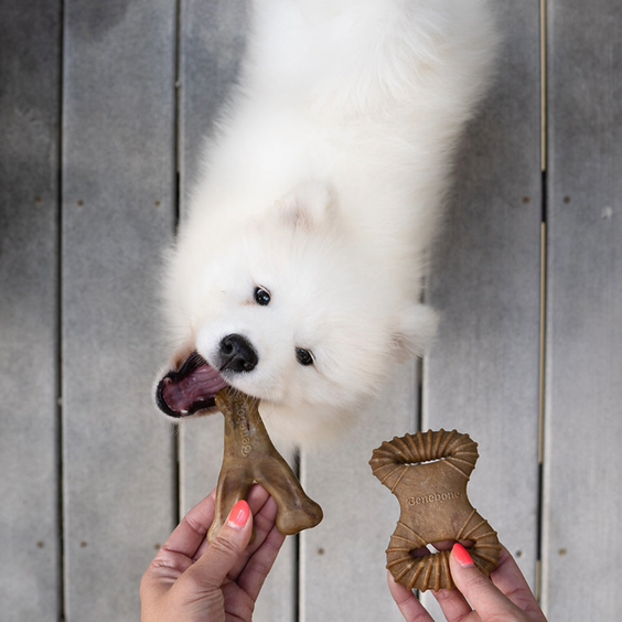Benebone Jouet à mâcher pack puppy dental Chew-Wishbone bacon pour Chien